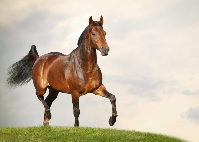 dressage horse trotting